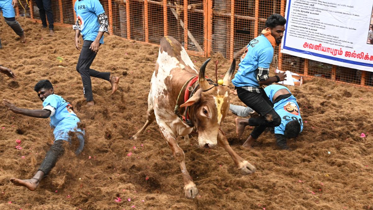 One bull tamer dies at Madurai’s Avaniapuram jallikkattu